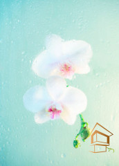 Натяжной потолок с фотопечатью Цветы 258