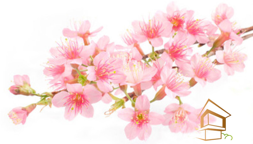 Натяжной потолок с фотопечатью Цветы 160 - -