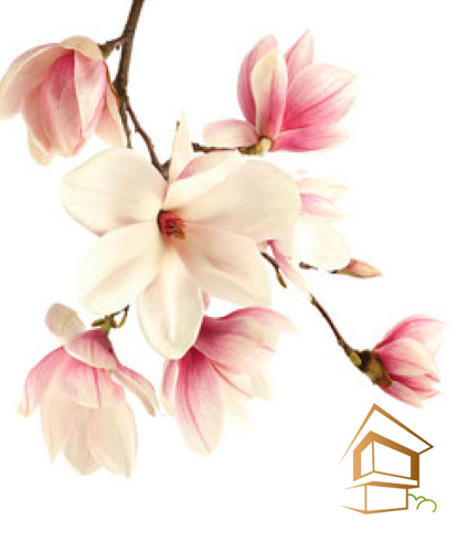 Натяжной потолок с фотопечатью Цветы 260 -  -