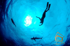 Натяжной потолок с фотопечатью Подводный мир 049
