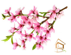 Натяжной потолок с фотопечатью Цветы 161