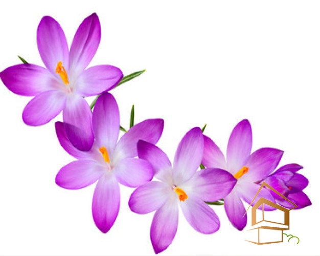 Натяжной потолок с фотопечатью Цветы 261 -  -