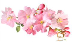 Натяжной потолок с фотопечатью Цветы 162