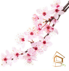 Натяжной потолок с фотопечатью Цветы 163