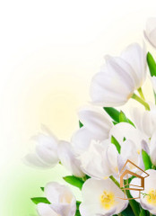 Натяжной потолок с фотопечатью Цветы 264