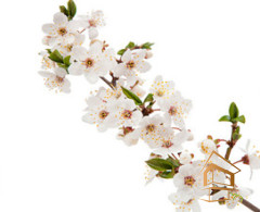 Натяжной потолок с фотопечатью Цветы 168