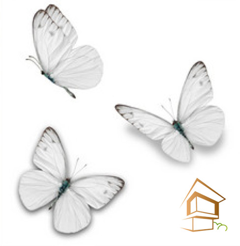 Натяжной потолок с фотопечатью Бабочки 047 - -