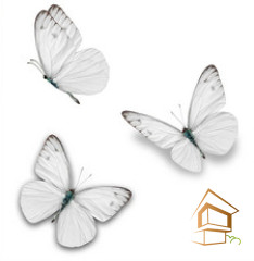 Натяжной потолок с фотопечатью Бабочки 047