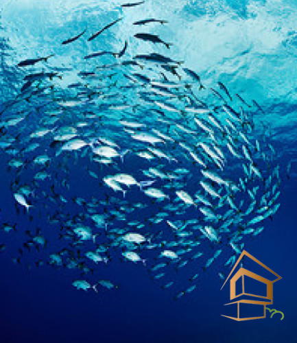 Натяжной потолок с фотопечатью Подводный мир 059 -  - 