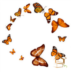 Натяжной потолок с фотопечатью Бабочки 048