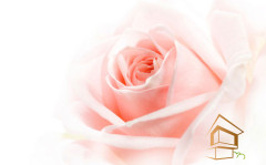 Натяжной потолок с фотопечатью Цветы 071