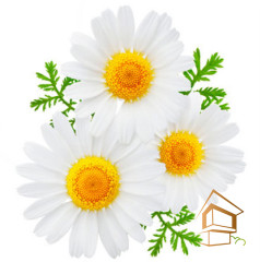 Натяжной потолок с фотопечатью Цветы 271