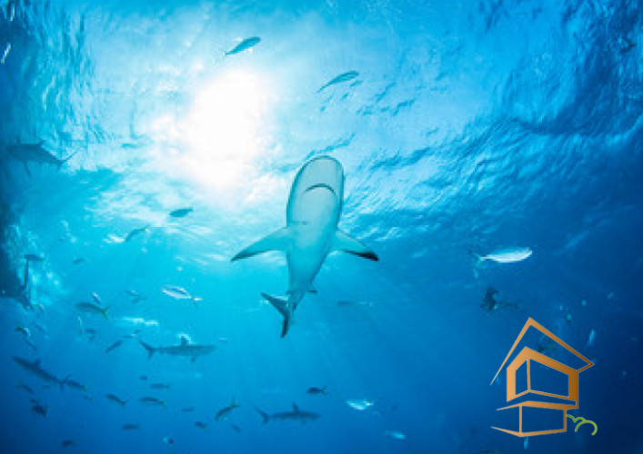 Натяжной потолок с фотопечатью Подводный мир 060 - -