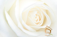 Натяжной потолок с фотопечатью Цветы 072