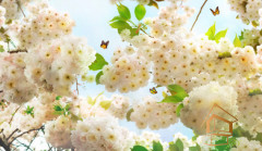 Натяжной потолок с фотопечатью Цветы 173