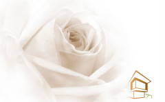 Натяжной потолок с фотопечатью Цветы 074