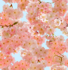 Натяжной потолок с фотопечатью Цветы 174