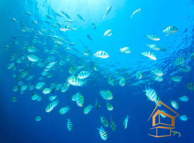 Натяжной потолок с фотопечатью Подводный мир 063 -  -