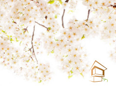 Натяжной потолок с фотопечатью Цветы 175