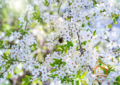 Натяжной потолок с фотопечатью Цветы 178