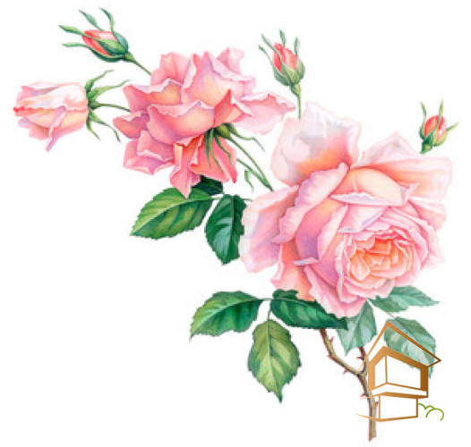 Натяжной потолок с фотопечатью Цветы 289 -  -