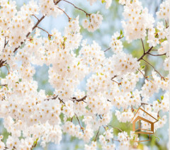 Натяжной потолок с фотопечатью Цветы 180