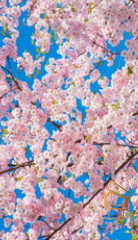 Натяжной потолок с фотопечатью Цветы 181