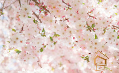 Натяжной потолок с фотопечатью Цветы 184