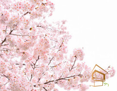 Натяжной потолок с фотопечатью Цветы 185