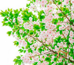 Натяжной потолок с фотопечатью Цветы 186