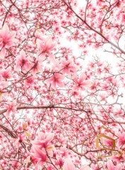 Натяжной потолок с фотопечатью Цветы 187