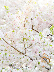 Натяжной потолок с фотопечатью Цветы 188