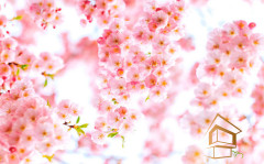 Натяжной потолок с фотопечатью Цветы 189