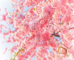 Натяжной потолок с фотопечатью Цветы 192