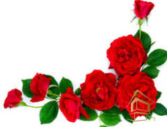 Натяжной потолок с фотопечатью Цветы 093