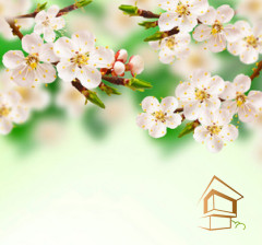 Натяжной потолок с фотопечатью Цветы 193