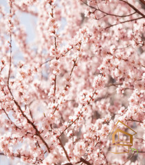 Натяжной потолок с фотопечатью Цветы 194