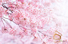 Натяжной потолок с фотопечатью Цветы 195