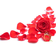 Натяжной потолок с фотопечатью Цветы 096