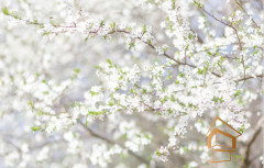 Натяжной потолок с фотопечатью Цветы 196