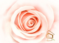 Натяжной потолок с фотопечатью Цветы 098