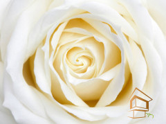 Натяжной потолок с фотопечатью Цветы 099