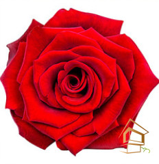 Натяжной потолок с фотопечатью Цветы 101