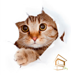 Натяжной потолок с фотопечатью Животный мир 004