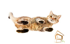 Натяжной потолок с фотопечатью Животный мир 009