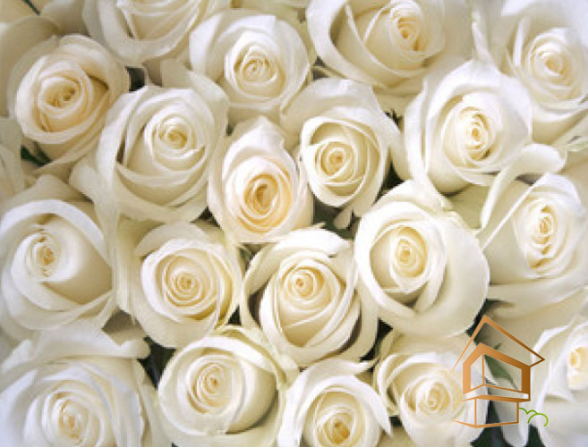 Натяжной потолок с фотопечатью Цветы 108 - -