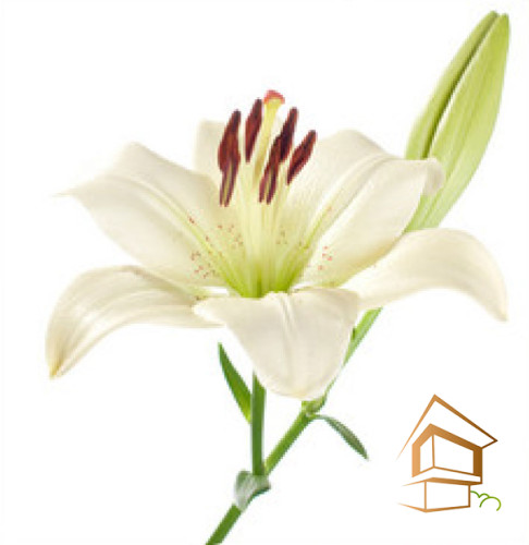 Натяжной потолок с фотопечатью Цветы 110 - -