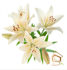 Натяжной потолок с фотопечатью Цветы 111