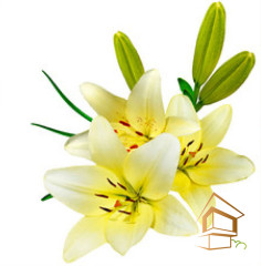 Натяжной потолок с фотопечатью Цветы 112