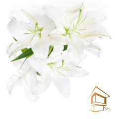 Натяжной потолок с фотопечатью Цветы 113